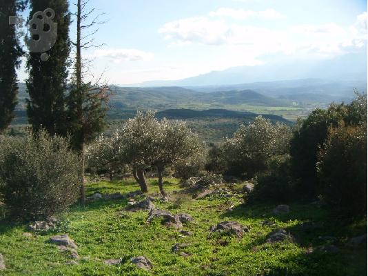 Κτήμα με ελιές με παλιό πέτρινο σπίτι